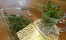 スーパーで買ったスペアミントは 挿し木して増えるのか 人生は遊園地